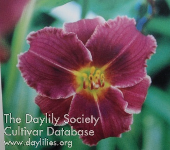 Daylily Every Little Thing